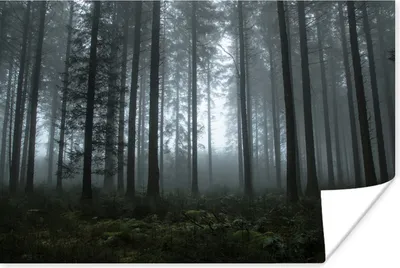 Produktbild von MuchoWow® Poster Wald - Licht - Nebel 180x120 cm - Fotoplakat
