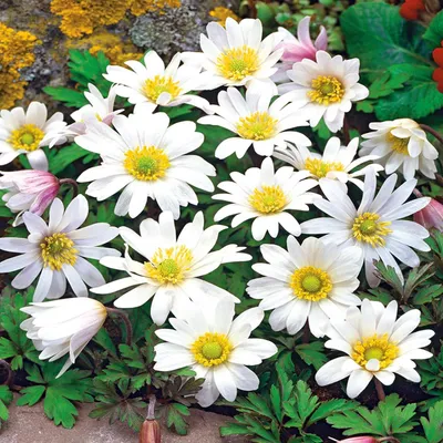 Zdjęcie produktu dla Anemon Grecki Zawilec White Splendour 10 szt Zawilce Anemony cebulki