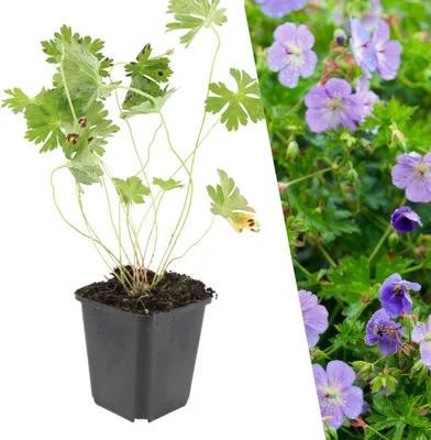 Produktbild von Plants by Frank | 60 Storchschnabel Pflanzen | Geranium 'Rozanne' | Bodendecker | Winterhart | Mehrjährig | Stauden | Violettblaue Blüten | Niederliegend | Gartenpflanzen