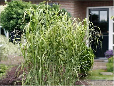Produktbild von Stauden Gänge 10 x Miscanthus x giganteus 'Aligator' im 1 Liter Topf - Riesen-Chinaschilf / Elefantengras - Ziergras mit einzigartigem Streifenlook