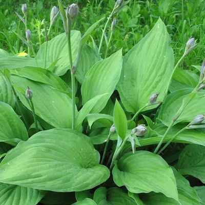 Obrázok produktu pre 6 x Funkie  - Hosta fortunei 'Albopicta'  | Kvetináč 9 cm x 9 cm