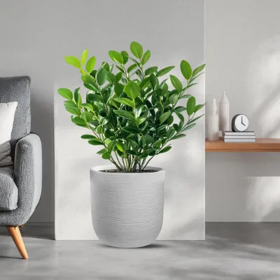 Produktbild von Divina Garden - Harzvase für den Innen- und Außenbereich für Designer-Zylinderpflanzen, D.35x34h Raffaello Bianco