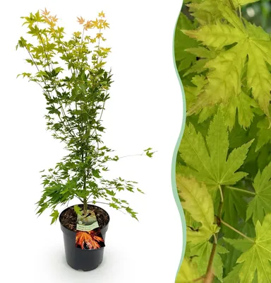 Obrázek produktu pro Japonský javor Acer palmatum Orange Dream, opadavá zahradní rostlina se