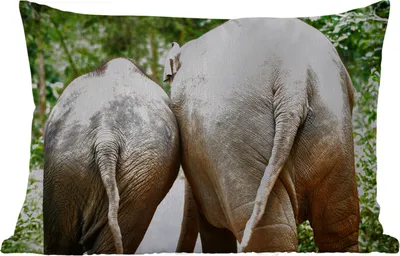 Produktbild von MuchoWow® Outdoor Kissen - Elefant - Tiere - Grau - Natur - 60x40 cm - Wetterfest - Lounge Kissen - Zierkissen - Kissen für Innenräume