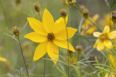 Produktbild von Coreopsis verticillata 'Grandiflora', Mädchenauge, gelb, ca. 9x9 cm Topf