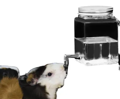 Imagen del producto de Botella de agua sin goteo para cobayas, transparente (marca GuineaLoft)