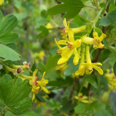 Immagine prodotto di 2 x Ribes - Ribes odoratum | 50-60 cm in contenitore