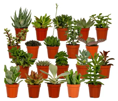 Zdjęcie produktu dla Mieszanka sukulentów | 20 sztuk - 7cm - Ø5,5cm - Roślina doniczkowa - Wielozadaniowość - Kaktusy i sukulenty