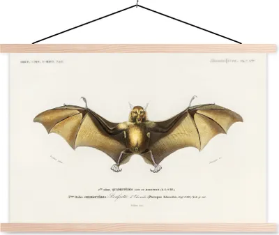 Produktbild von MuchoWow® Textilposter Vintage - Fledermaus - Tier 60x40 cm mit holzfarbenen Rahmen - Bilder