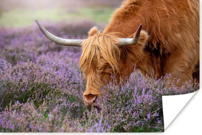 Produktbild von MuchoWow® Poster Schottisches Hochlandrind - Tiere - Heide 180x120 cm - Fotoplakat