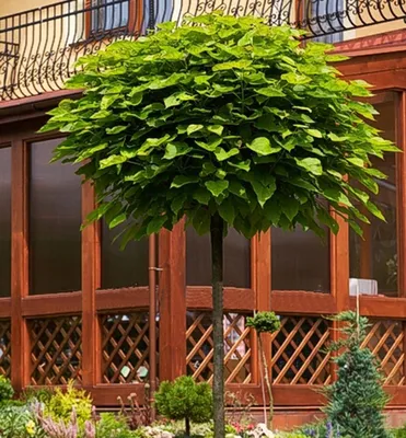 Produktbild von Trompetenbaum 'NANA' auf Stamm 80 cm, Cont. 5 l