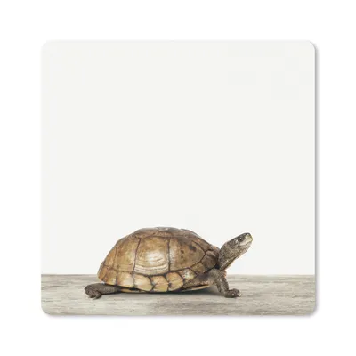 Produktbild von MuchoWow® Mauspad Mousepad Schildkröte - Junge - Tiere - Kinder - Mädchen 30x30 cm - Mousepads - Maus Mat - Pad - Mausunterlage - Gaming