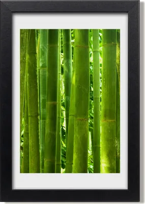 Produktbild von Bild 20x30 MDF-Rahmen, Wandkunst Bambus