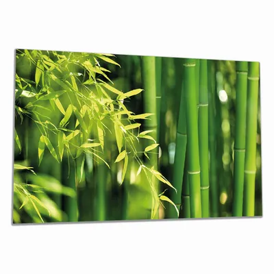 Produktbild von Wallario Herdabdeckplatte aus Glas, Größe 90 x 52 cm 1-teilig, Motiv Bambuswald mit grünen Bambuspflanzen