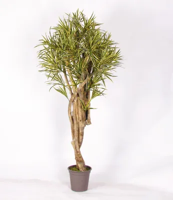 Produktbild von artplants.de Kunst Dracaena Reflexa Jamaica Kasandra, Naturstämme, grün-gelb, 175cm -  Italy - Künstlicher Drachenbaum