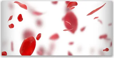 Produktbild von Tulup Leinwand-Bilder 140x70 Wandbild Canvas Kunstdruck Rosenblätter Pflanzen