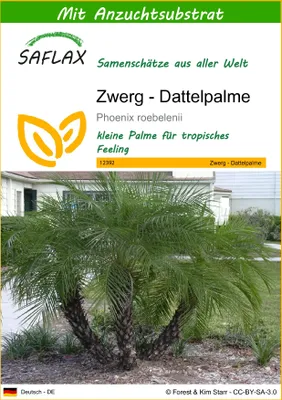 Produktbild von SAFLAX - Zwerg - Dattelpalme - Phoenix roebelenii - 25 Samen - Mit keimfreiem Anzuchtsubstrat