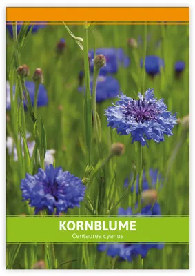 Produktbild von Kornblume für Werbezwecke | Kornblumensamen von FLORTUS