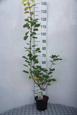 Produktbild von Cotinus coggygria - Perückenstrauch 40- 60 cm Container