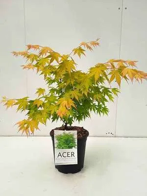 Image de Acer palm. 'Orange Dream' - Érable en éventail Orange Dream 50- 60 cm Conteneur