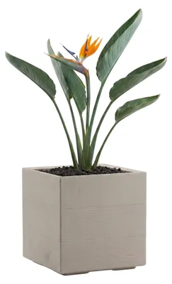 Image de HowHomely : Jardinière sur roulettes, pot de fleurs, beige, 30x30xH30 cm
