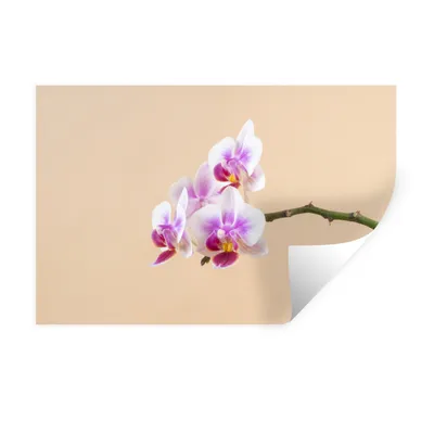 Produktbild von MuchoWow® Wandtattoo Wandsticker Wandaufkleber Weiße und rosa Orchidee 60x40 cm Selbstklebend und Repositionierbar - Wierderverwendbar - Selbstklebend