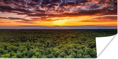 Produktbild von MuchoWow® Poster Wald - Nacht - Himmel - Horizont - Bäume 40x20 cm - Poster für die Wand - Poster Schlafzimmer