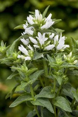 Produktbild von Campanula glomerata 'Alba', weiße Glockenblume, ca. 9x9 cm Topf