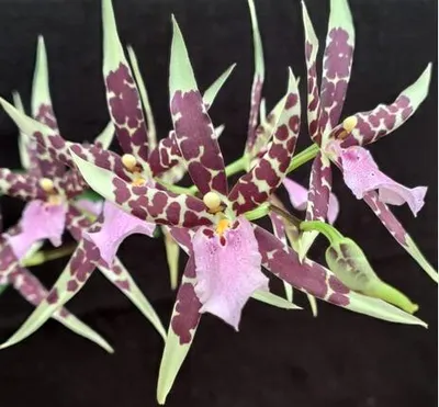 Image de Miltassia 'Petit Pierre'