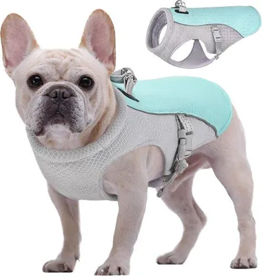 Image de Gilet rafraîchissant pour chiens, respirant, réfléchissant, pour chiens de petite à moyenne taille, pour l'extérieur