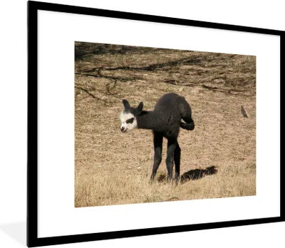 Produktbild von MuchoWow® MuchoWow® Gerahmtes Poster Alpaka - Schwarz - Weiß 80x60 cm - Poster mit zchwarzem Bilderrahmen - Schlafzimmer-Dekorationen - Fotoposter