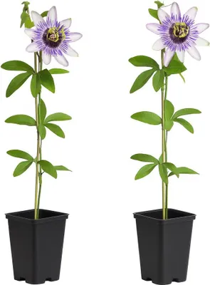 Image de Cœur Exotique Plantes Grimpantes - Passiflore - Passiflora Damsels Delight - Set de 2 - Pot 11cm