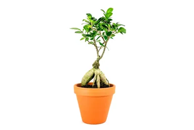 Obrázek produktu pro Gardners Ficus microcarpa Ginseng, průměr 14 cm