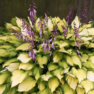 Image de Hosta Funkia Lady Guinevere 1 pièce Plantule Plantules Hostas Funkie