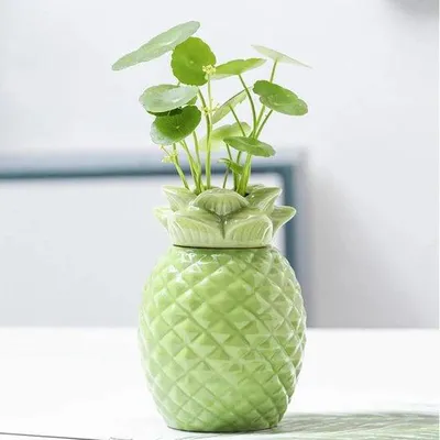 Produktbild von Hydroponische Vase - Dekorativer Topf - Pflanzen wachsen - Transparente Wurzelvisibilität - Kompaktes Format - Grün