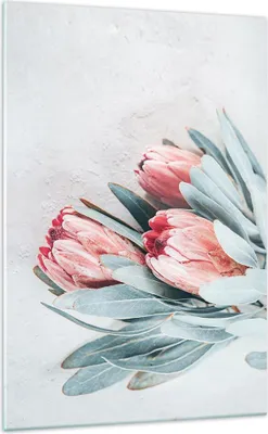Produktbild von Bilder auf glas - Einteilig - Blume Eukalyptus Australier - 70x100cm - Glasbilder - Wandbilder - Bilder - Wanddekoration aus Glas - Glas Bilder - Wandbild auf Glas - GPA70x100-5016