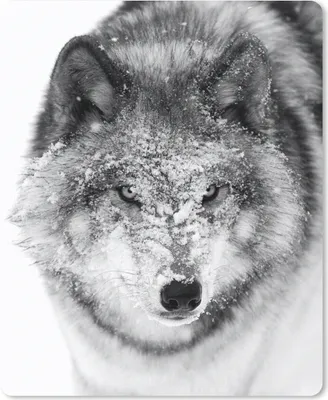 Produktbild von MuchoWow® Mauspad Mousepad Wolf mit verschneitem Kopf in schwarz-weiß 19x23 cm - Mousepads - Maus Mat - Pad - Mausunterlage - Mauspads - Spielen