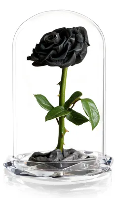 Konservierte echte Rose unter Glasglocke, 25 cm, schwarz