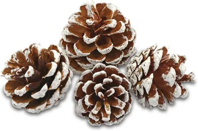 Productafbeelding van Decoratieve dennenappels grootte 50-90 mm - Zak 600 ml - Wit