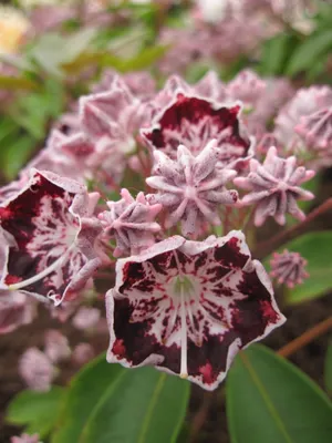 Produktbild von Lorbeerrose - Berglorbeer Sterntaler - Kalmia latifolia Sterntaler - 30-40cm