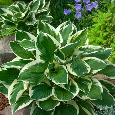 Image de Hosta Funkia Minuteman 1 pièce Planton Plantons Hosta Funkie