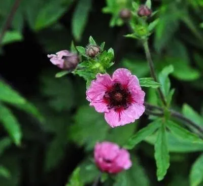 Immagine prodotto di 6 x Potentilla nep. 'Miss Willmott' - volpina - vaso 9 x 9 cm