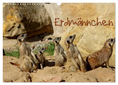 Produktbild von Erdmännchen (Wandkalender 2027 DIN A3 quer), CALVENDO Monatskalender