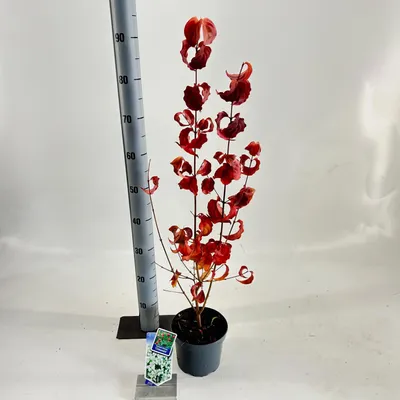 Zdjęcie produktu dla Cornus kousa chinensis – dereń japoński | 80–90 cm w doniczce