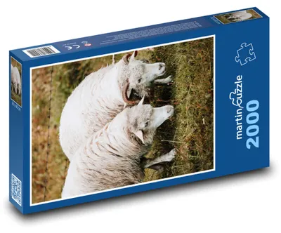 Zdjęcie produktu dla martinpuzzle - Puzzle 2000 - Dwie owce na łące