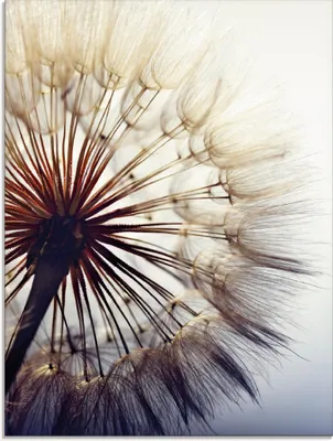 Produktbild von ARTland Glasbild Große Pusteblume Größe: 45x60 cm