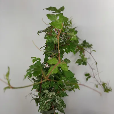 Immagine prodotto di Vite canadese (Ampelopsis) Elegans 1L