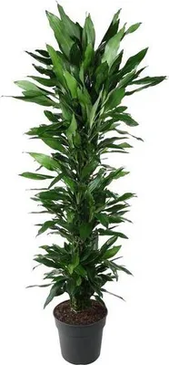 Immagine prodotto di Dracaena Janet Lind Ø34 cm ↕170 cm Pianta da appartamento di colore verde scuro