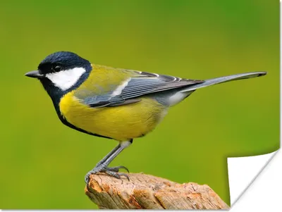 Produktbild von MuchoWow® Poster Vogel - Kohlmeise - Tiere - Grün 120x90 cm - Wandbild