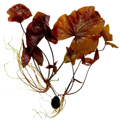 Produktbild von 3 Rote Tigerlotus Knollen, Lotus, Miniteich, Aquarienpflanze